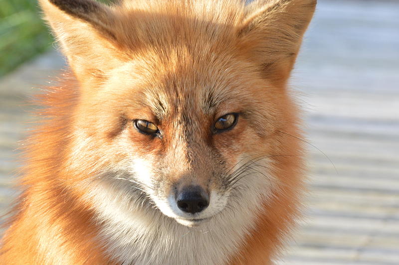An island fox. Photo by Alex Shapiro.